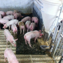 Good Quality Fiber Reinforced Wean Farrowing Rearing Warm Pig Sow Feed Save Rubber Mat